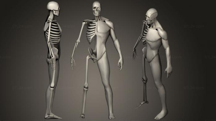 Анатомия скелеты и черепа (Стилизованная анатомия, ANTM_1073) 3D модель для ЧПУ станка